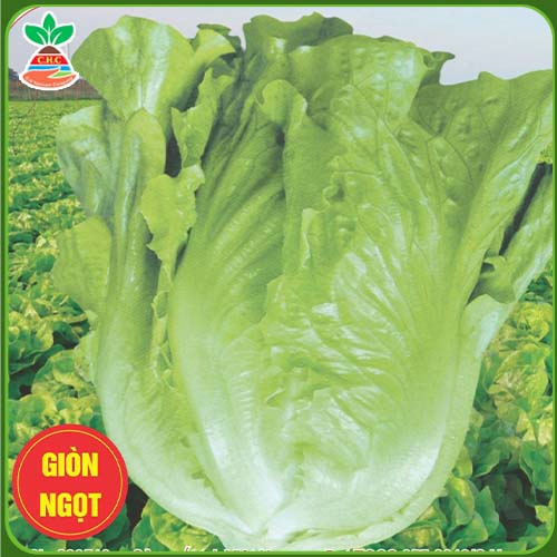 Italia F1 heat-resistant lettuce seeds